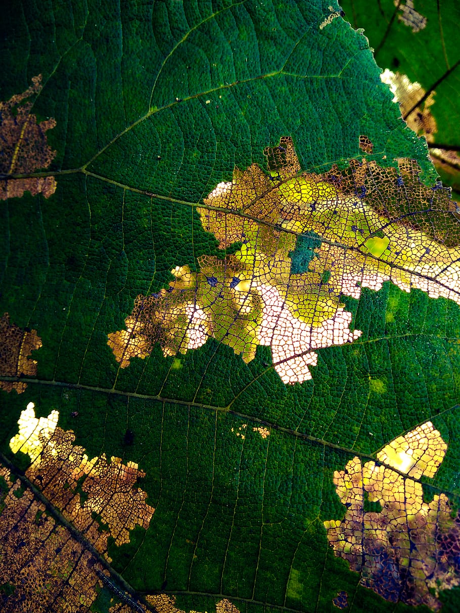 Close-up Shot Of Leaf, plant part, autumn, nature, tree, change HD wallpaper