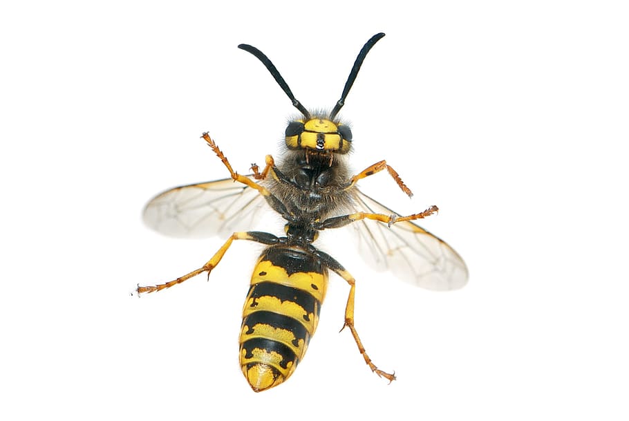 wasp, fly, nature, insect, animal, invertebrate, animal wildlife HD wallpaper