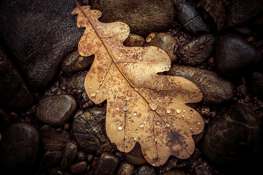 brown leaf on brown stones, plant part, no people, high angle view HD wallpaper