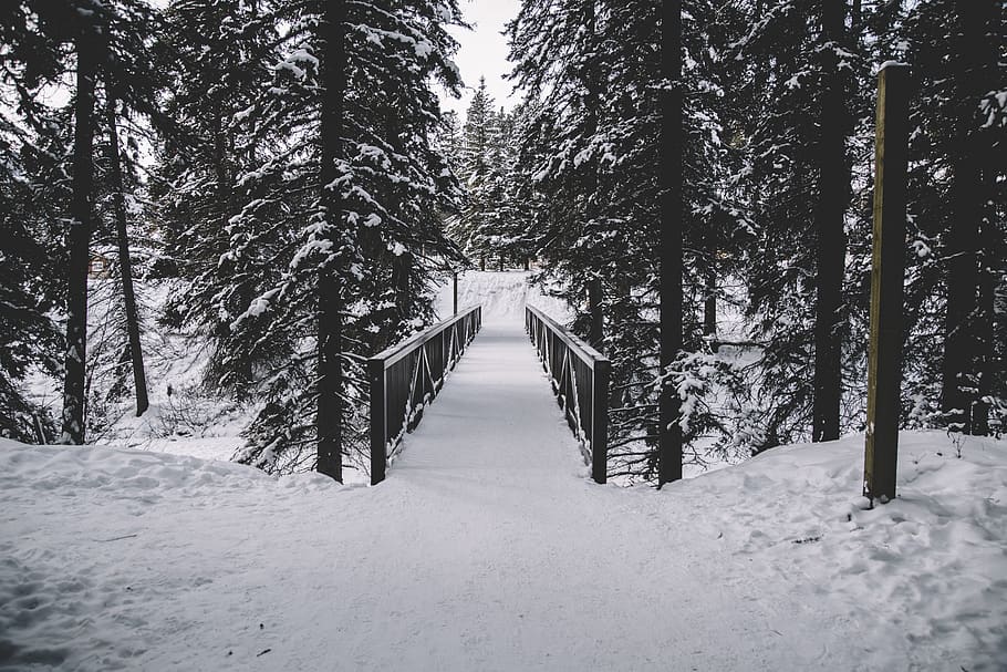 canada, banff, snow, johnston, winter, alberta, ahead, travel HD wallpaper