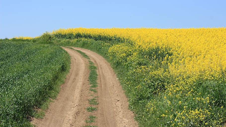turkey, tekirdağ, landscape, plant, rural scene, road, environment HD wallpaper