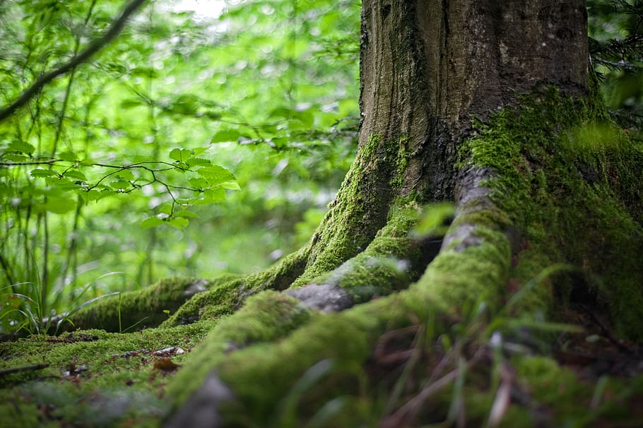 Green Tree Near Green Plants, environment, forest, grass, HD wallpaper HD wallpaper