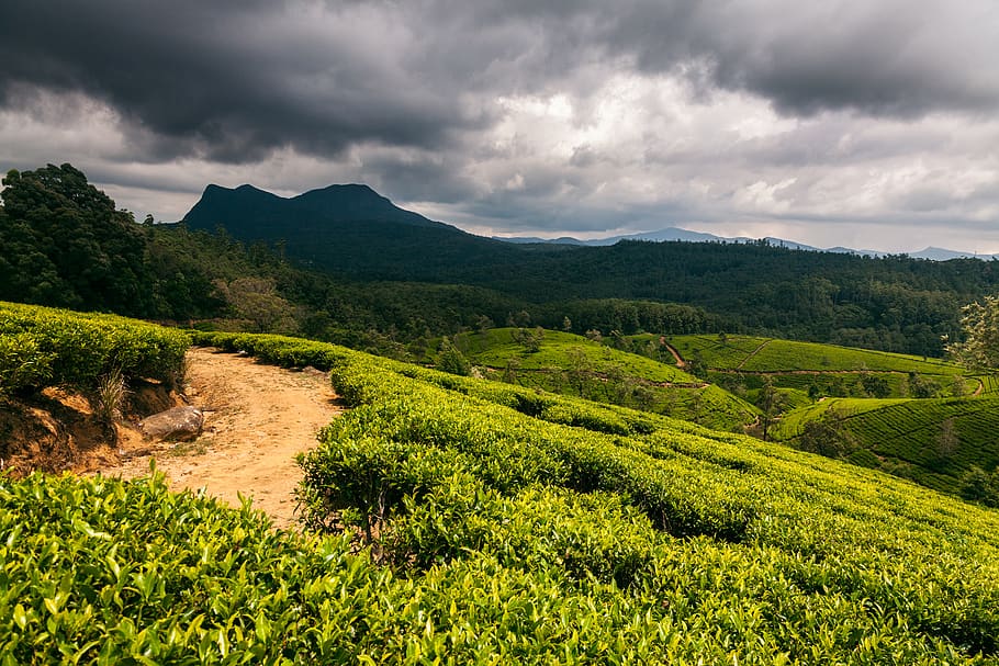nuwara eliya, sri lanka, green, mountain, clouds, tea, landscape