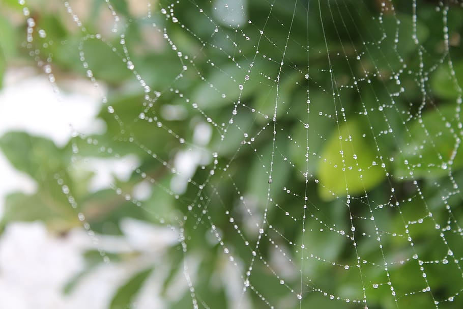 cobweb, dew, autumn, drip, morgentau, cobwebs, close up, drop HD wallpaper