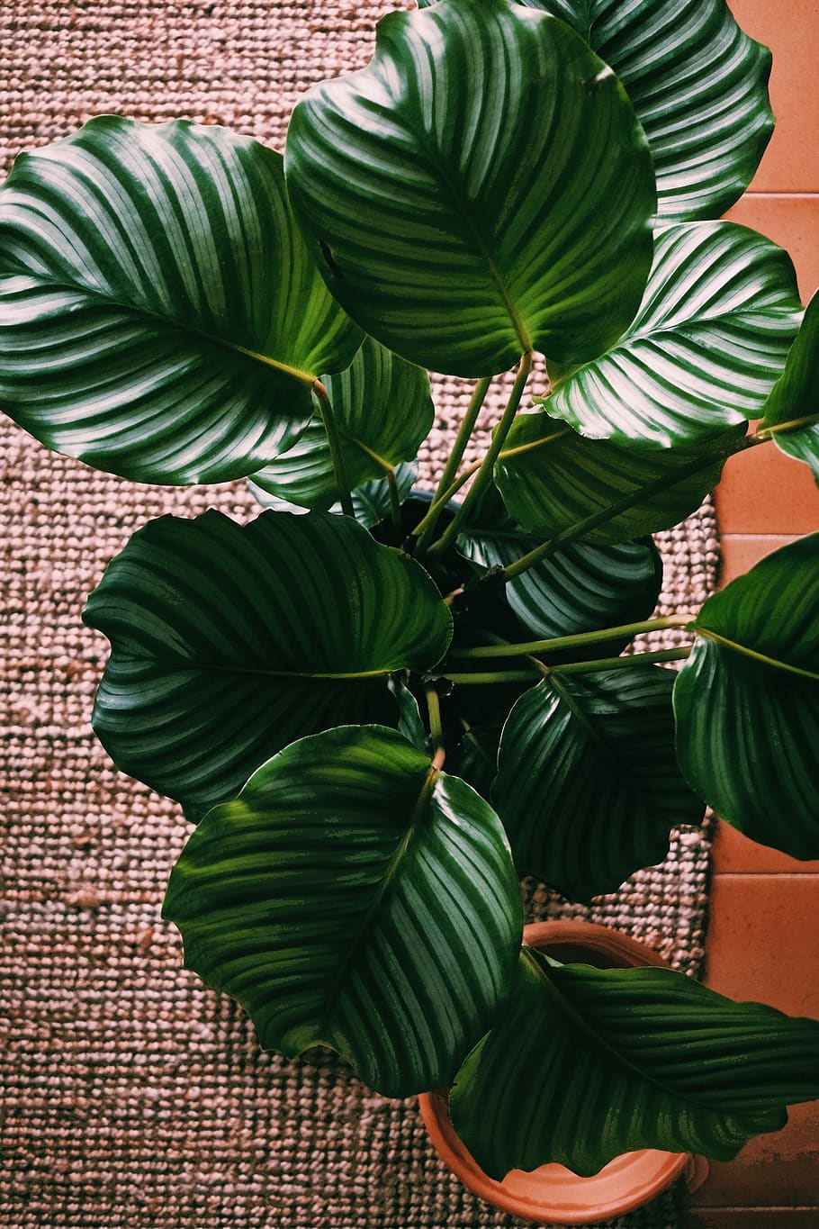 green-leafed plant, home decor, flower, blossom, linen, tree HD wallpaper
