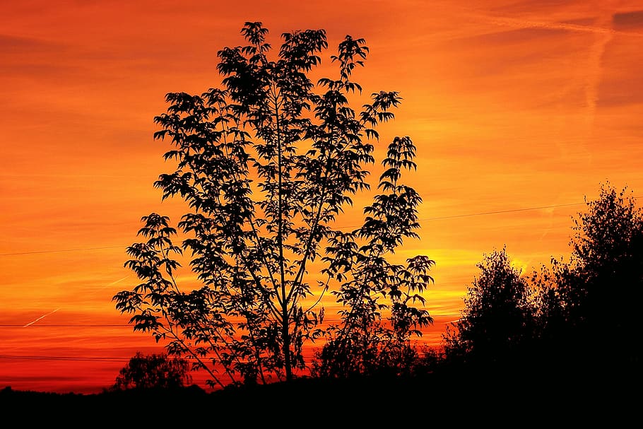 sunset, tree, landscape, sky, mood, silhouette, orange color, HD wallpaper