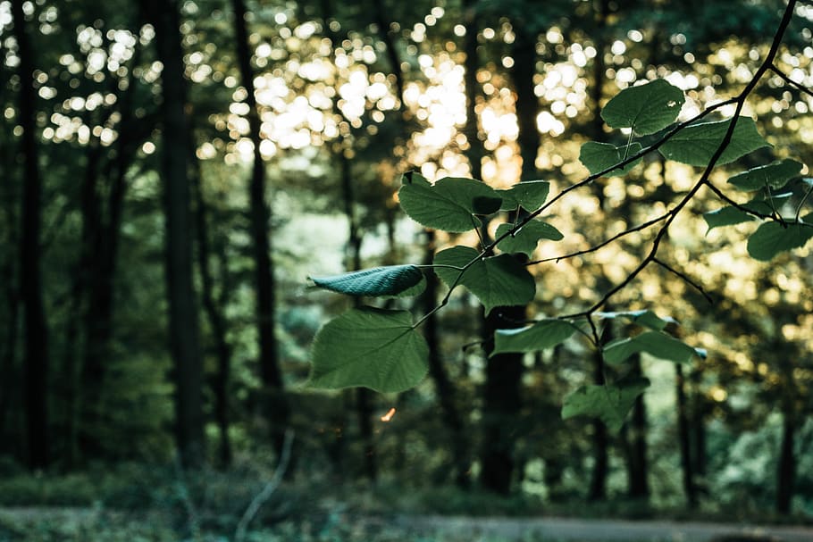 forest, trees, leafs, plant, focus on foreground, growth, nature HD wallpaper