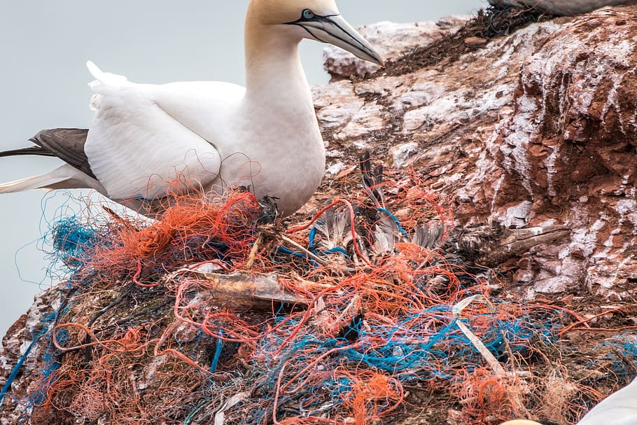 dead bird, safety net, spirit network, plastic waste, marine pollution