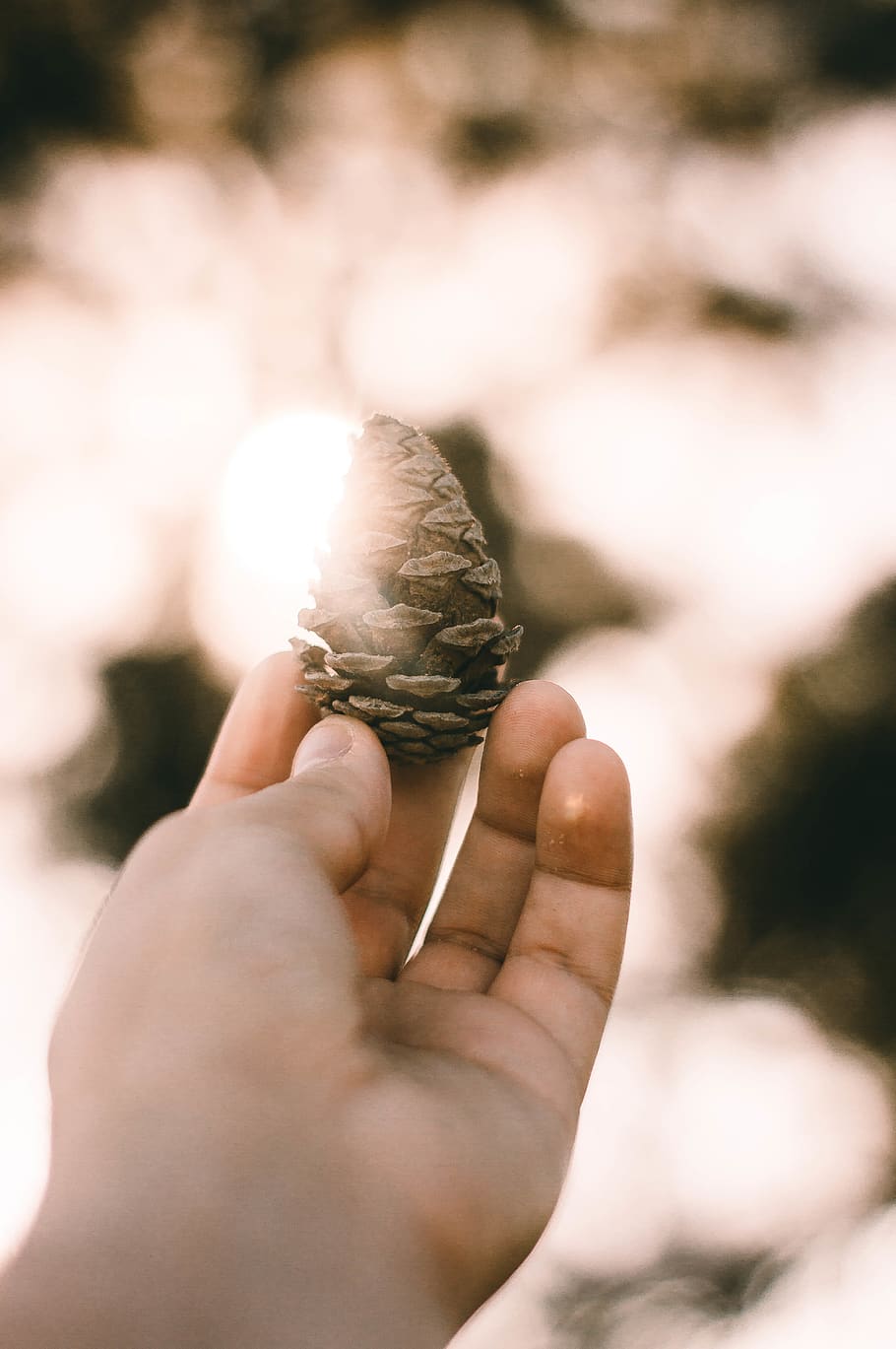 person holding pine cone, human, people, hand, nut, acorn, flora HD wallpaper