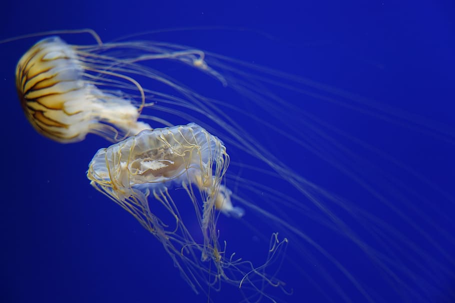 yellow jellyfish, sea life, animal, invertebrate, insect, honey bee HD wallpaper