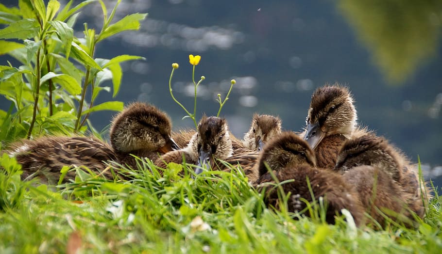 ducks, ducklings, mallard duck, cub, in the grass, resting HD wallpaper