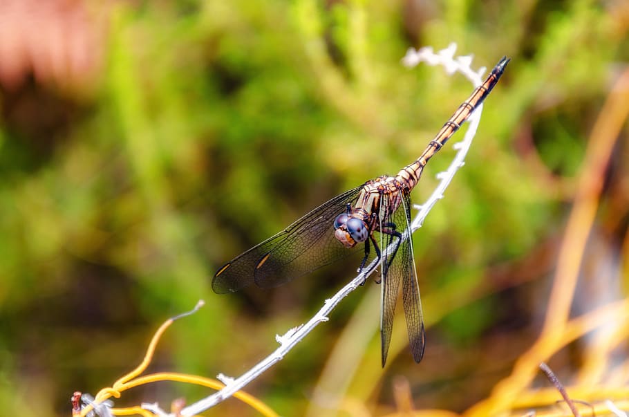 dragonfly, insect, wings, nature, summer, outdoor, wildlife HD wallpaper