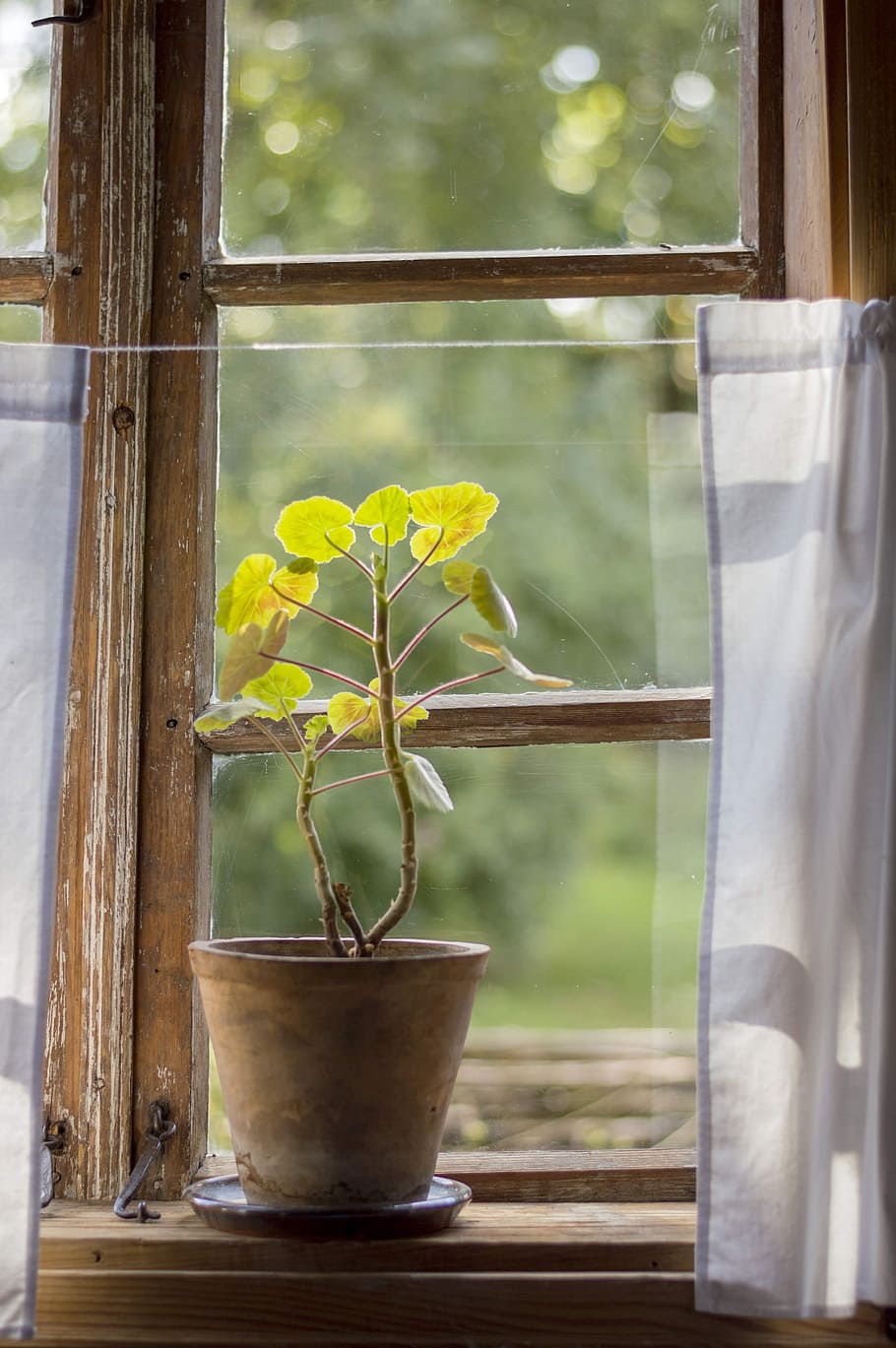 Green Leafed Plant Beside Window, color, curtain, decoration