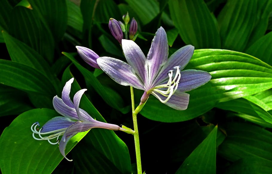 flower, hosta leaf, garden, purple, summer, flourishing, closeup HD wallpaper