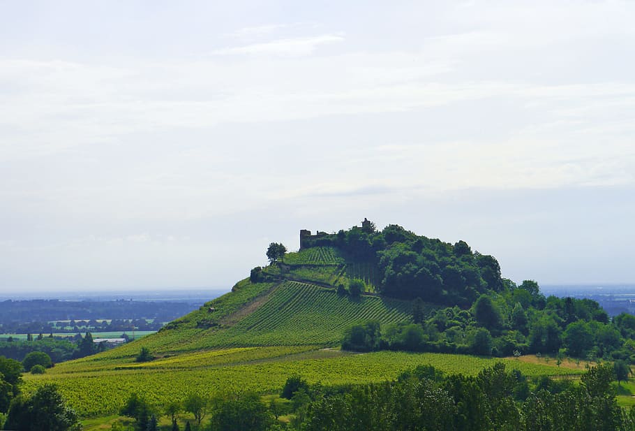 view, vine, vineyard, nature, landscape, green, fresh, lush HD wallpaper