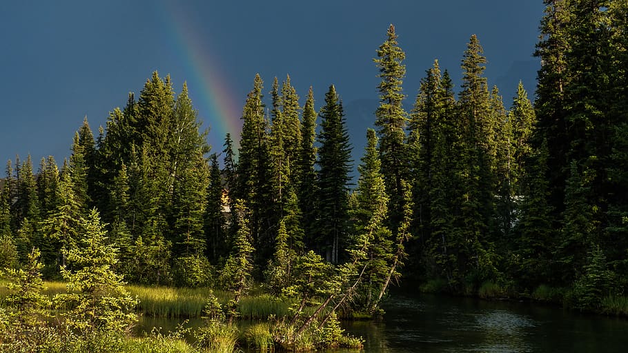 canada, canmore, forest, gree, grass, blue, rain, thunderstorm HD wallpaper