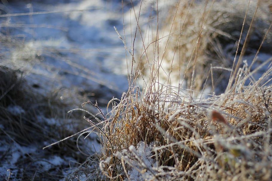 winter, frost, nature, grass, pasture, background, blue, brown HD wallpaper