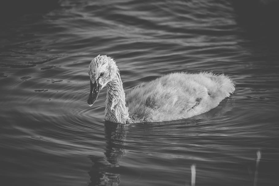 swan on water, outdoors, ripple, bird, animal, canine, mammal HD wallpaper