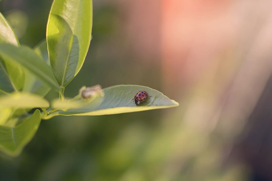 ladybug, ladybird, plant, nature, leaf, spring, macro, detail HD wallpaper