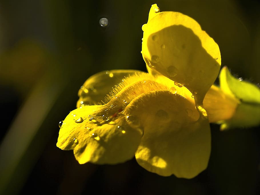 germany, flower, drop, drops, yellow, plant, growth, close-up HD wallpaper