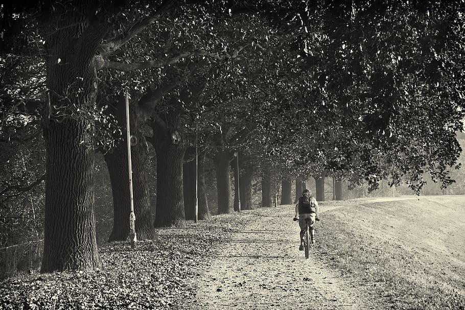tree, plant, direction, the way forward, walking, real people HD wallpaper