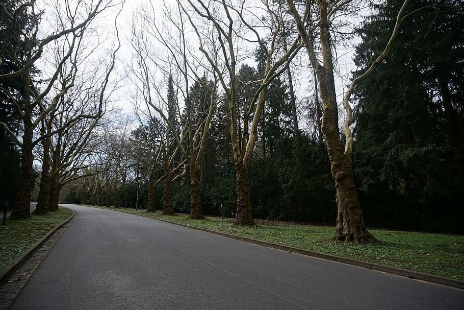 road, tarmac, asphalt, tree, plant, poland, stettin, way, tree trunk HD wallpaper
