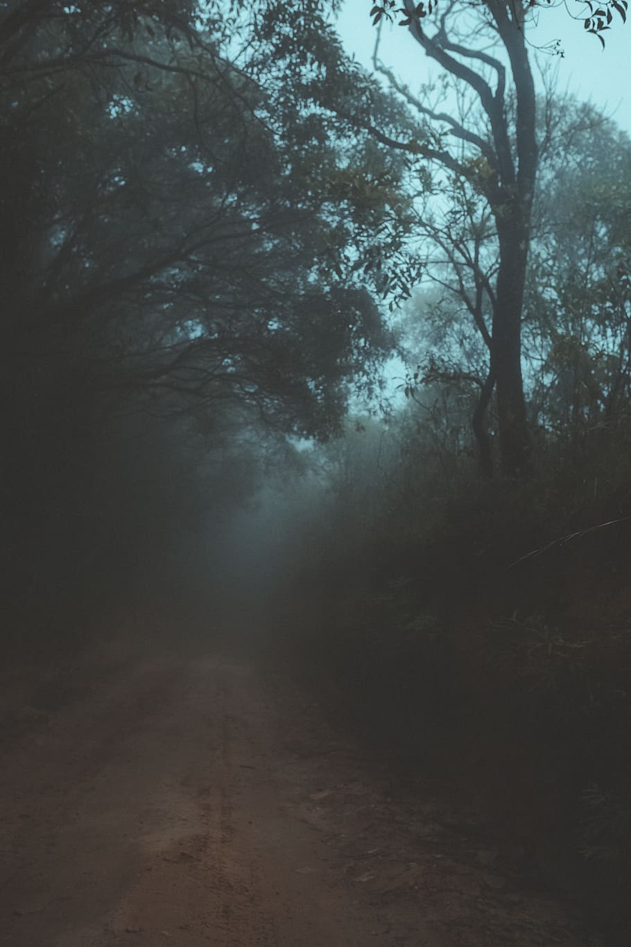 Trees Beside Pathway, dark, dawn, eerie, environment, fog, foggy HD wallpaper