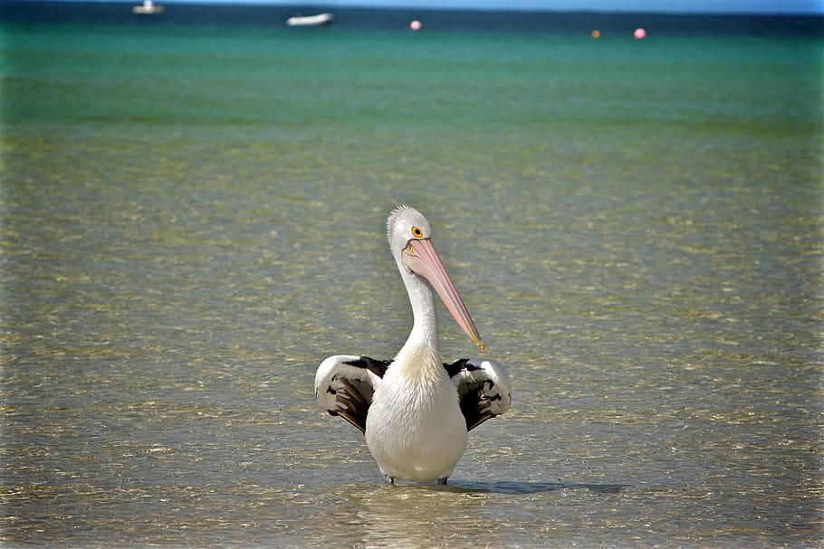 Selective Focus Photography White Duck on Body of Water, pelican HD wallpaper