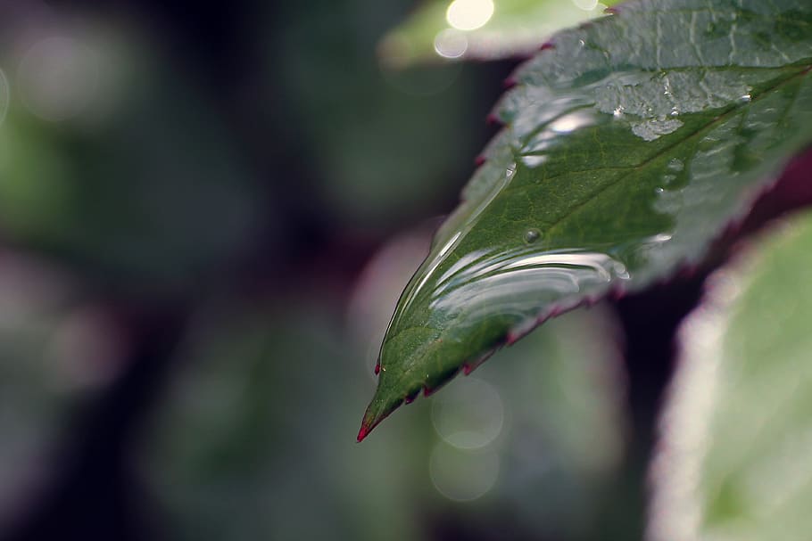 background, nature, wildlife, beautiful, beauty, closeup, color HD wallpaper