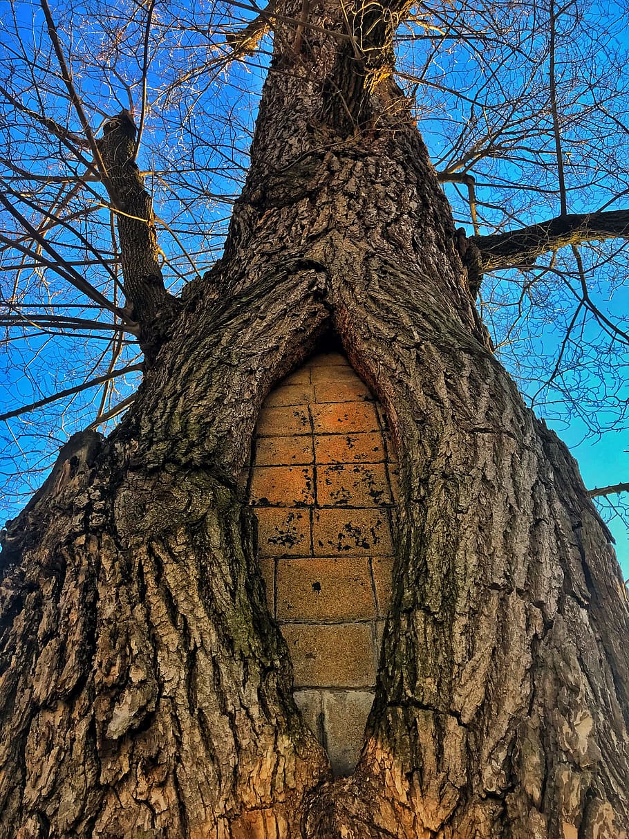 tree, bricks, blue sky, old, nature, low angle view, architecture HD wallpaper