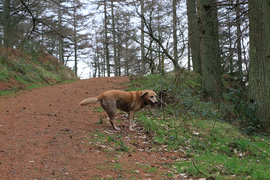 dog, forest, trees, mammal, animal themes, one animal, plant HD wallpaper