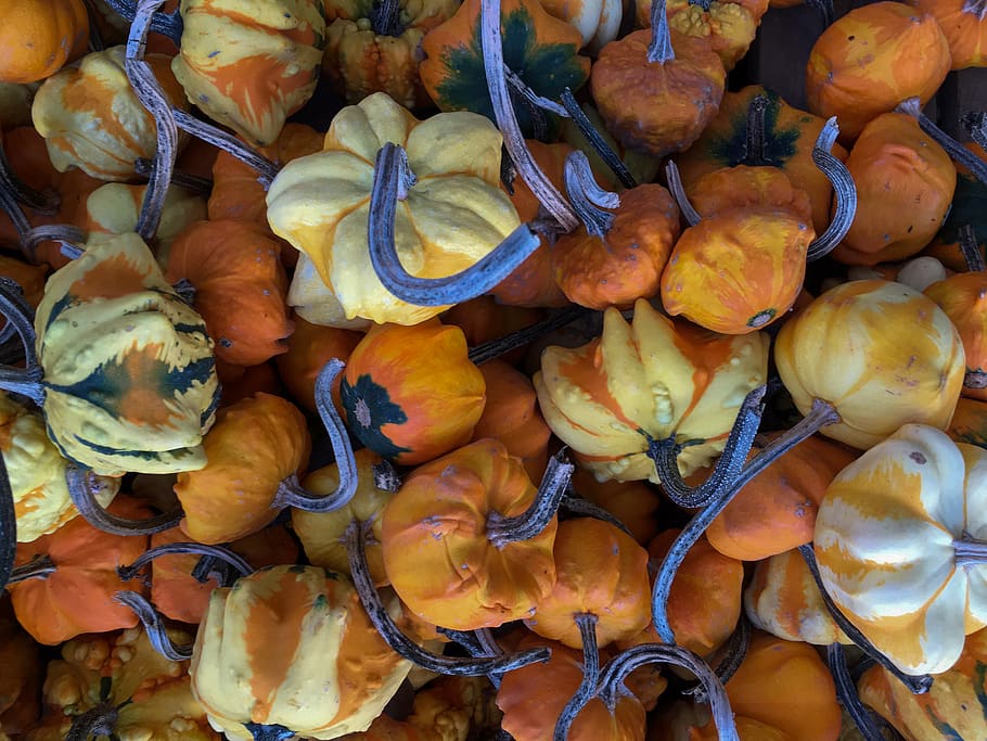 gourds, orange, white, fall, autumn, harvest, full frame, food and drink HD wallpaper