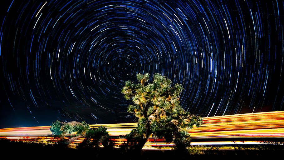 green trees, joshua tree, arizona, background, wallpaper, light painting HD wallpaper