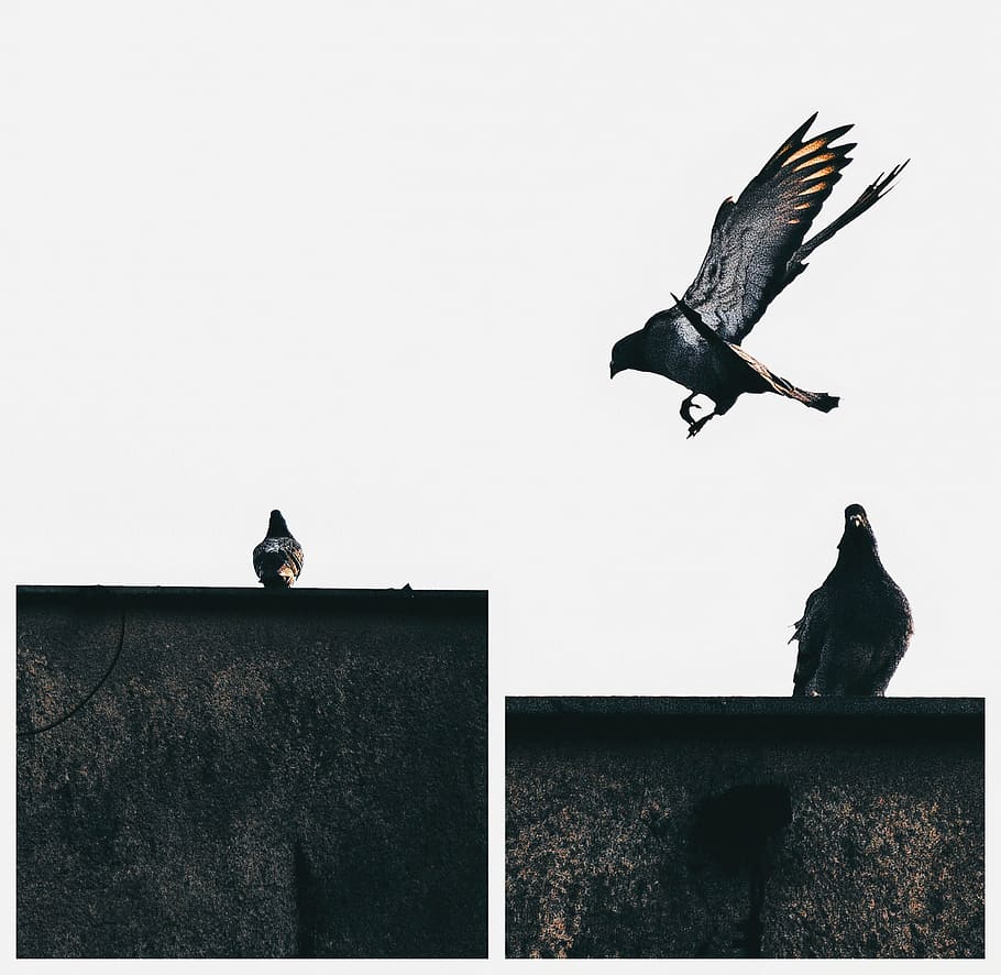 bird, dove, pen, flight, beak, beautiful, wings, so, nature HD wallpaper