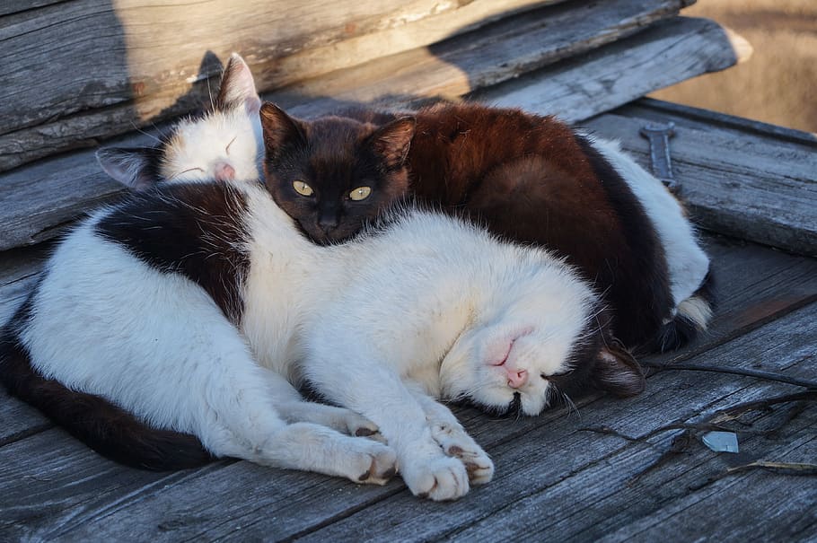 pets, cats, mammal, animal themes, domestic animals, vertebrate HD wallpaper