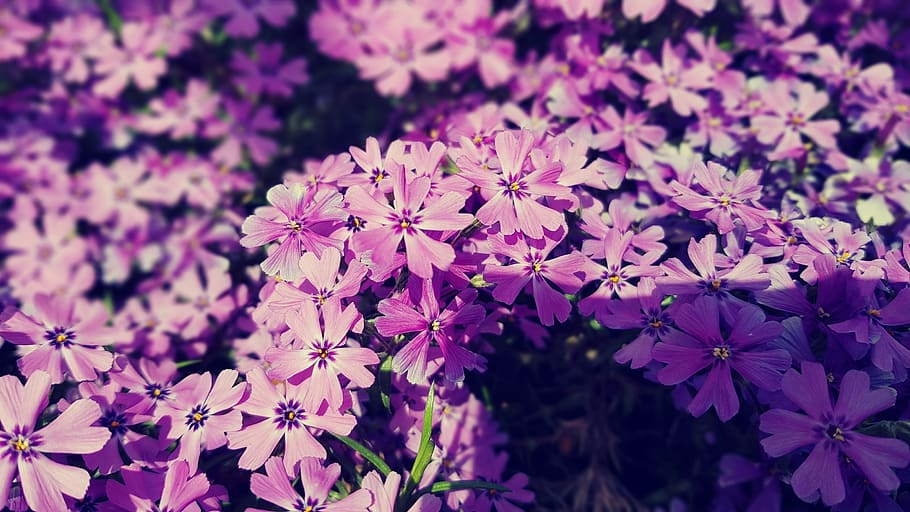 flowers, garden, plants, flowering plant, freshness, beauty in nature HD wallpaper