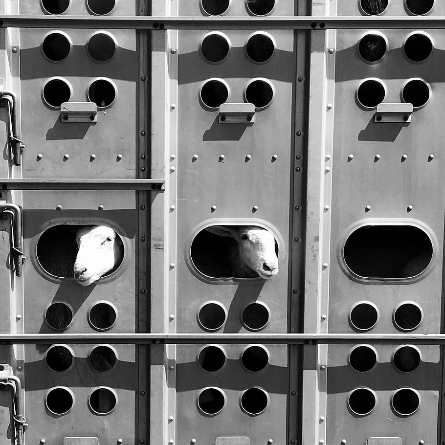 transport, trucks, sheep, shape, circle, geometric shape, metal HD wallpaper