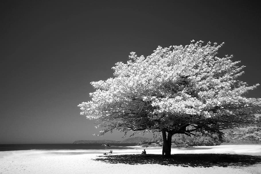 Big Tree Photo, beach, black and white, Dark Sky, dramatic, grayscale HD wallpaper