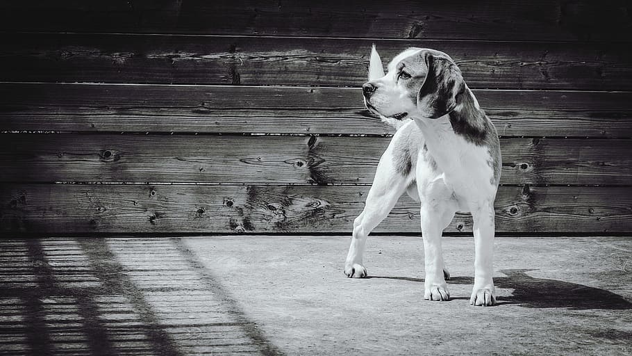 Greyscale Photgraphy of Beagle, animal, animal photography, black and white, HD wallpaper