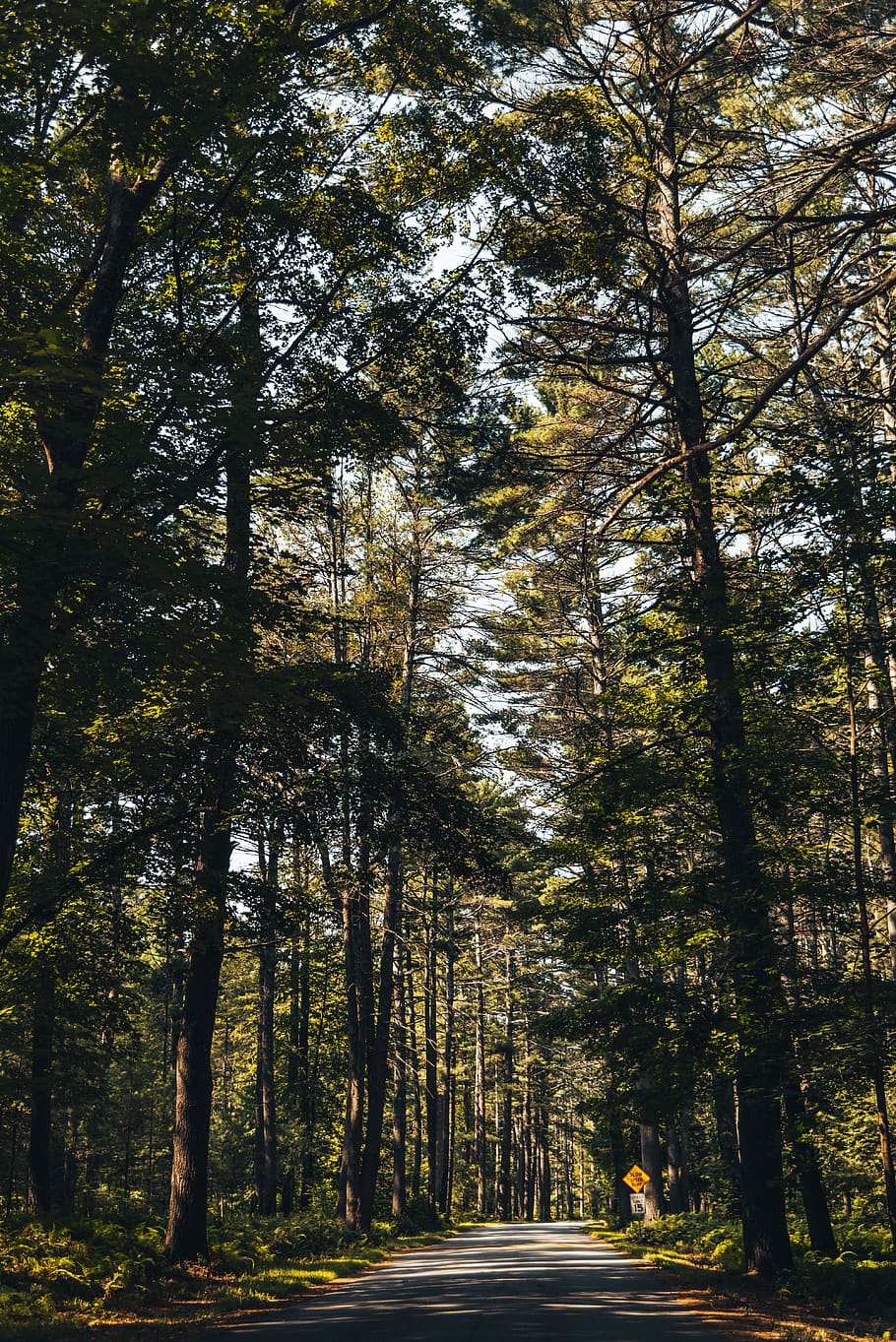 forest, lake, trees, road, sky, summer, green, tall, plant HD wallpaper