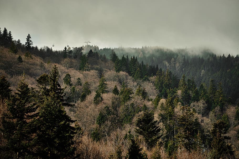 forest, trees, nature, landscape, wilderness, woods, haze, leaveless HD wallpaper