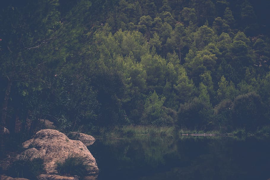 green forest, grey, bicorp, spain, landscape, nature, outdoors HD wallpaper