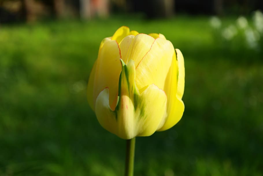 tulip, yellow, hell, spring, flowers, blossom, bloom, natural HD wallpaper