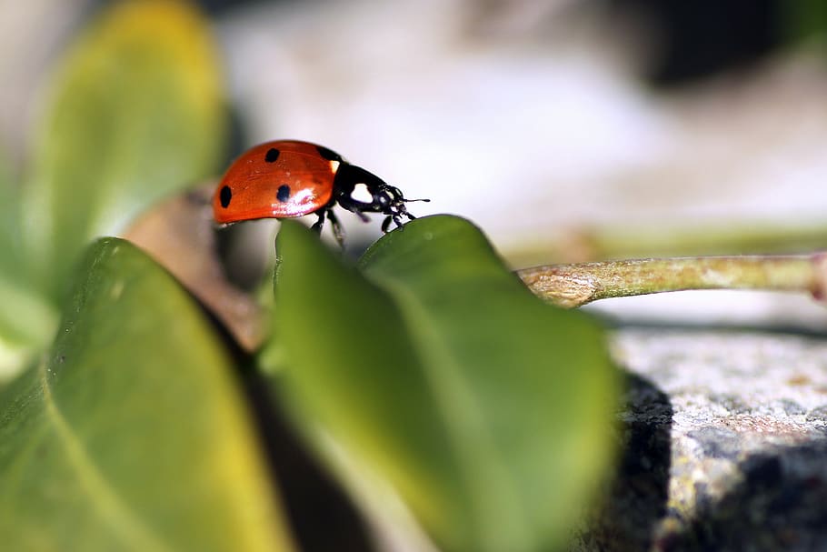 ladybug, macro, insect, nature, beetle, points, red, environment HD wallpaper