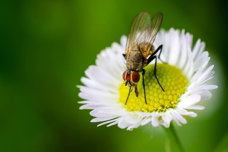 Selective Focus Photography of Bee on White Flower, bloom, blooming HD wallpaper