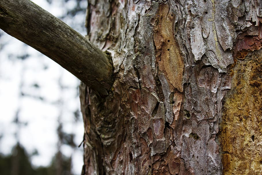 tree trunk, textured, focus on foreground, plant, close-up HD wallpaper