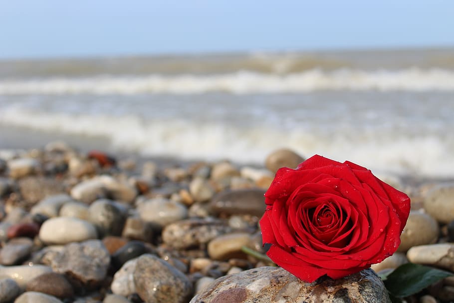rose, red, beach, romance, romantic, flower, beauty in nature HD wallpaper