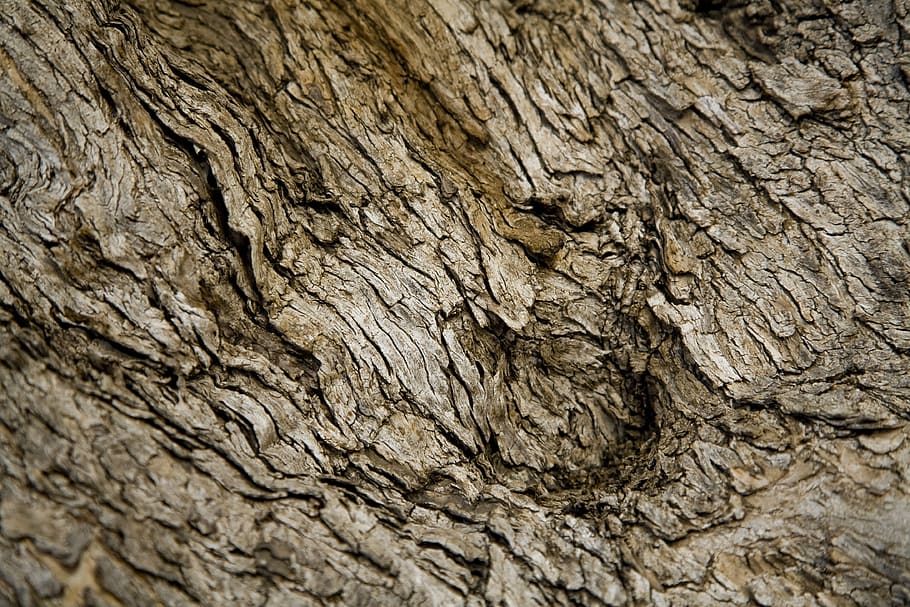 shell, tree, nature, brown, textured, backgrounds, full frame HD wallpaper