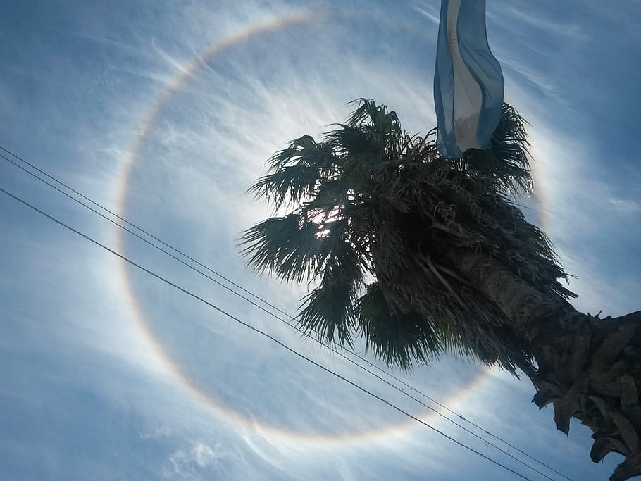 sky, colorfull, argentina, palm tree, low angle view, tropical climate HD wallpaper