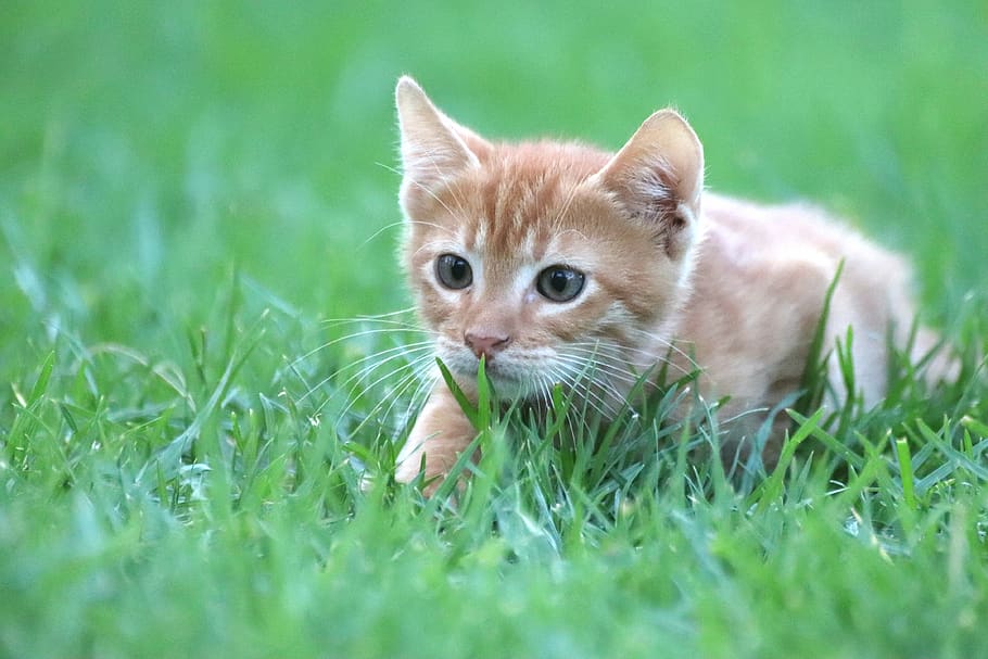cat, animal, mackerel, red, baby cat, sneak, hunting, small HD wallpaper